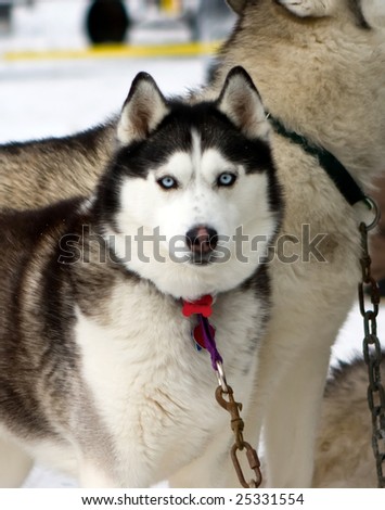 Portrait of a female Husky dog near dog sled race in Toronto Area