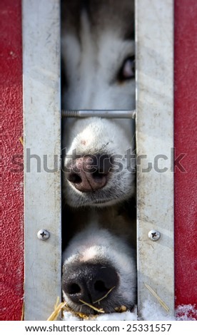 Photo of a Husky dogs noses protruding from the truck cage window