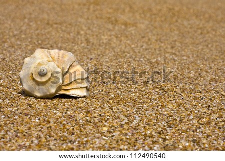 background, texture of sand and shell