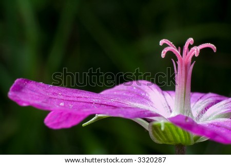 Woodland Geranium flower close-up photo