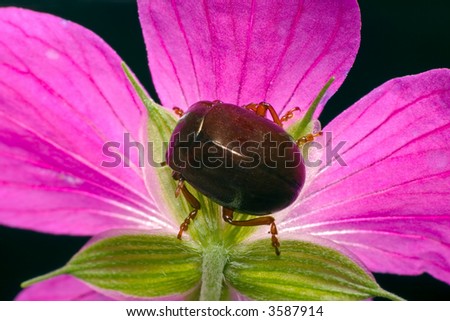 beetle on the Woodland Geranium flower close-up photo