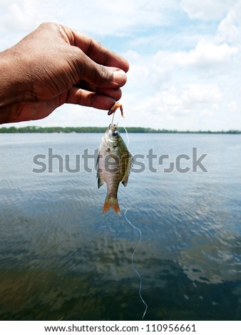 a tiny fish caught while fishing using worm as the bait at a Florida lake.