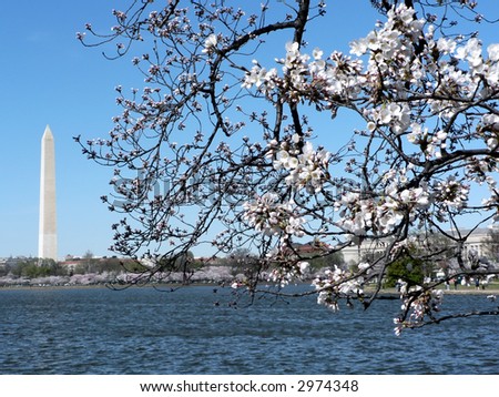 photo of early blooming Cherry Blossoms in Washington, DC during the beginning of Spring with the Washington Monument in the backgrond