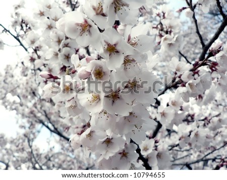 photo of early blooming Cherry Blossoms in Washington, DC during the beginning of Spring