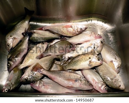 photo of perch and spot fish caught in Maryland waters in kitchen sink in preparation for cooking