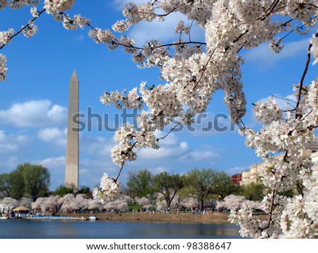 cherry blossoms of Washington DC blooming in the spring season at the Tidal Basin