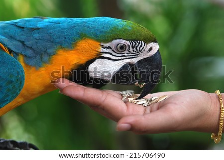 Animal Parrot eating food at hand