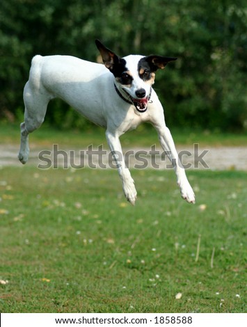 Jack Russel Terrier jumping for ball