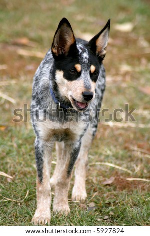 4 Month Old Female Blue Heeler Pup Stock Photo 5927824 : Shutterstock