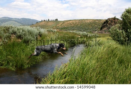 Blue heeler puppy jumping Stanley Creek, Stanley Idaho