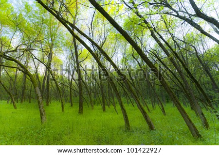 Fresh green foliage in forest in spring