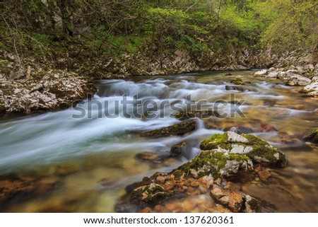 Green foliage, rocks and path in the forest in spring, by a mountain river