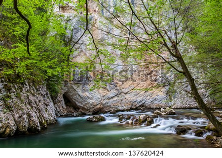 Green foliage, rocks and path in the forest in spring, by a mountain river