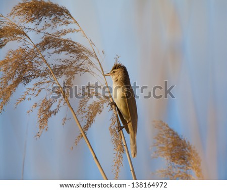 Eurasian reed warbler, Acrocephalus scirpaceus, in reed natural environment, under warm evening light