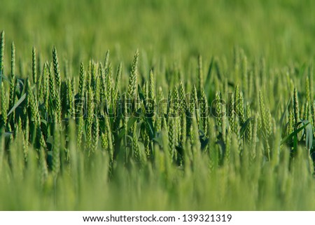 Green wheat field background in late spring