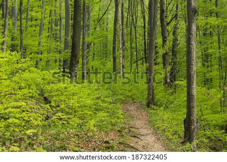 Lush green foliage, birch trees and trail in the forest in spring
