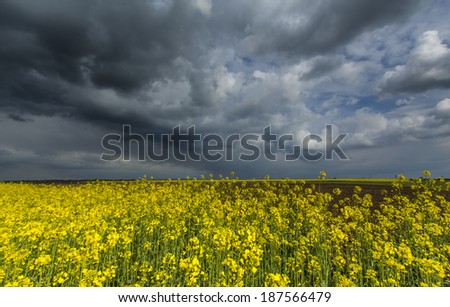 Canola fields in remote rural area, profiled on beautiful sky