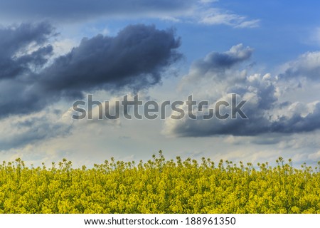 Canola fields in rural area and beautiful sky