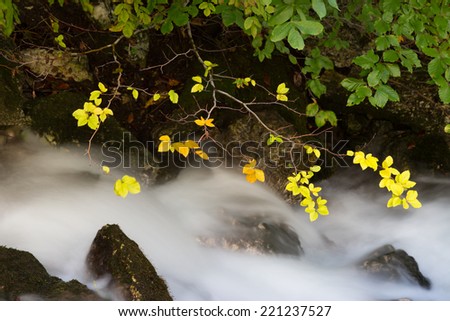 Autumn foliage and flowing stream in the forest