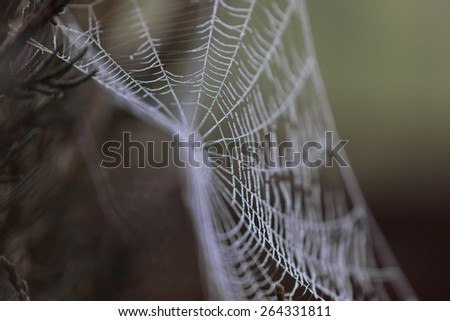 Spider web covered by water droplets -selective blur