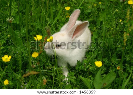 White bunny in the grass