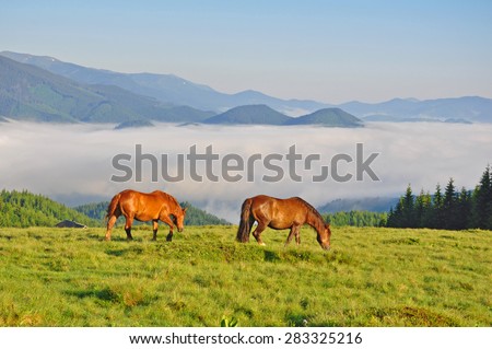 A wonderful mountainous landscape the horses.
