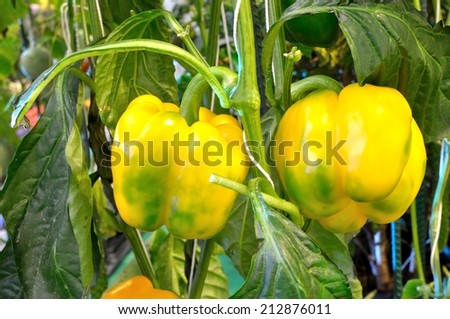 Yellow Sweet Peppers on the Plant