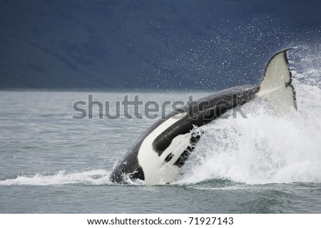 Killer Whale In The Wild Hunting On Salmon Near In Northwest Pacific ...