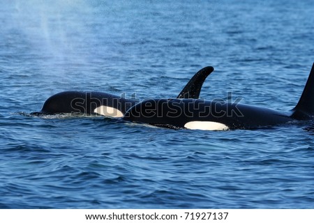 two killer whales in the wild resting close to each other
