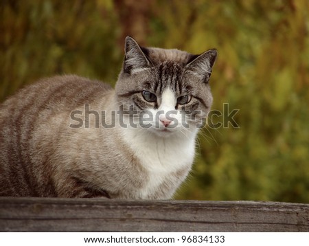 Cross Eyed Tabby Cat on Resting on Fence