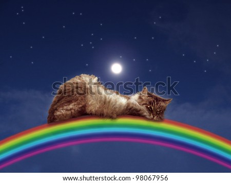 Cat sleeping on a rainbow with stars and moon and night sky.