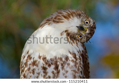 Red Tailed Hawk Portrait/You\'re Making My Head Spin