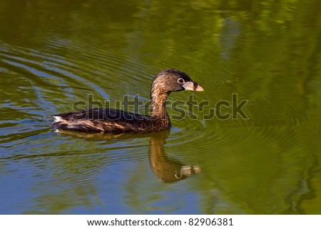 Pie Billed Grebe Swimming In Calm Pond With Clear/Crisp Reflection Of His Head In The Water.