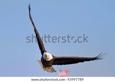 American Bald Eagle In Flight With Blue Sky Background With American Flag in Background