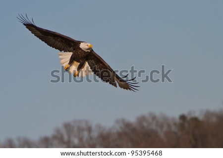 Bald Eagle Ready For Landing With Flaps Up And Landing Gear Down