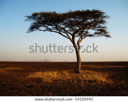 Lonely african acacia tree in the Serengeti National Park in Tanzania during the golden hour