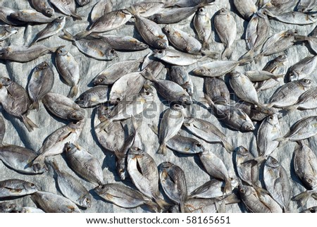 Silver fishes drying on silver background