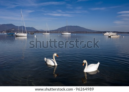 Two swans and boats in Lake Maggiore, Italy