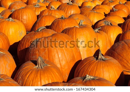 Color DSLR picture of festive holiday orange Halloween pumpkins.  The multiple vegetables fill the horizontal frame and are in full sun light.  The image is good for background.