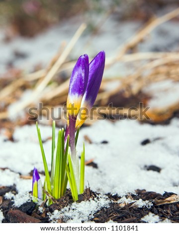 Color DSLR picture of purple, yellow and green crocus in the winter - spring snow.  The flower is a symbol of rebirth and the Christian holiday Easter.  Narrow depth of field and copy space for text