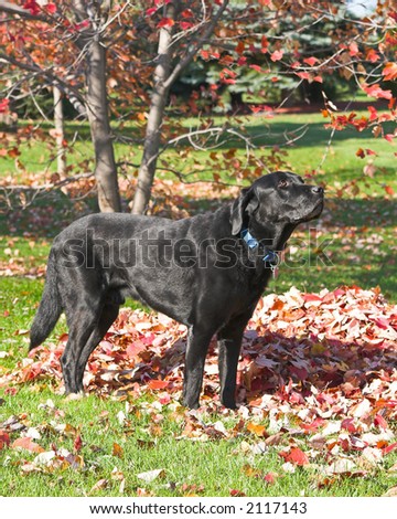 Color DSLR picture of a black labrador retriever dog standing by fall leaves in the green grass and sun light. Vertical orientation with copy space for text.