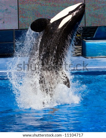 Color DSLR picture of a Killer Whale jumping out of a pool.  The orca is black and white, the water is blue and streaming from him.  The image is in vertical orientation with copy space for text.