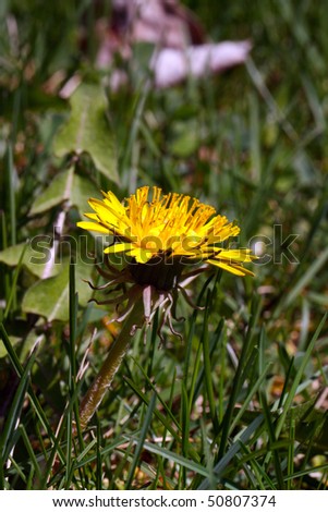 Color DSLR image of yellow dandielion in a field of green grass. Weed is a lawn pest for residential homeowners; in vertical orientation with copy space for text.