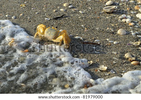 Sand Crab on the beach, with incoming tide; in horizontal orientation
