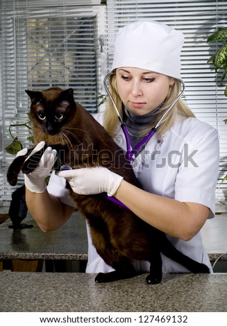 Veterinarian doctor making a checkup of a cat