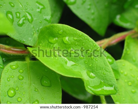Close-Up of wet green leaves on Honeysuckle vine