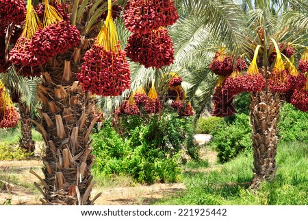 Dates palm branches with ripe dates. Northern israel.