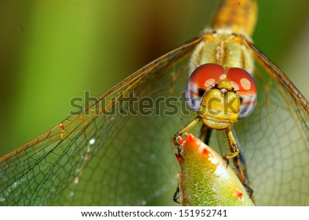Close up of a dragonfly\'s compound eyes and wing structure.