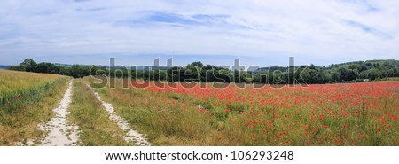 bright red poppies wild flowers in the fields on the south downs in the sussex countryside england