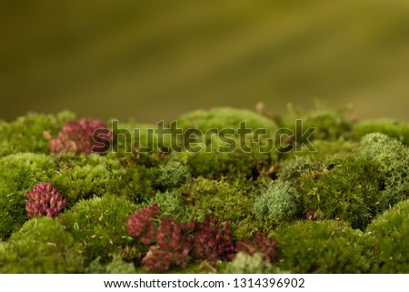 Digital Background